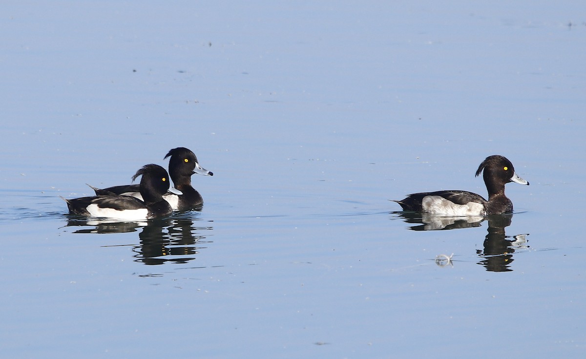 Tufted Duck - ML612631340