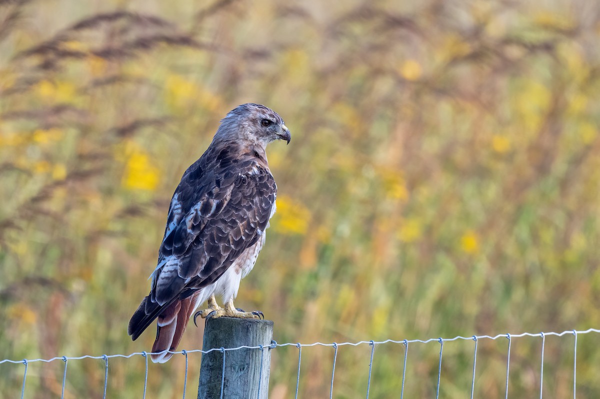 Red-tailed Hawk - ML612631389