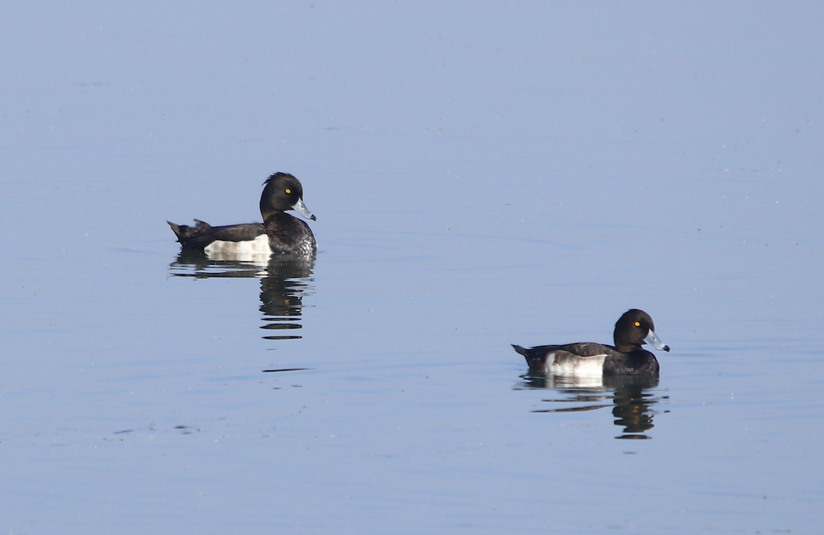 Tufted Duck - ML612631420