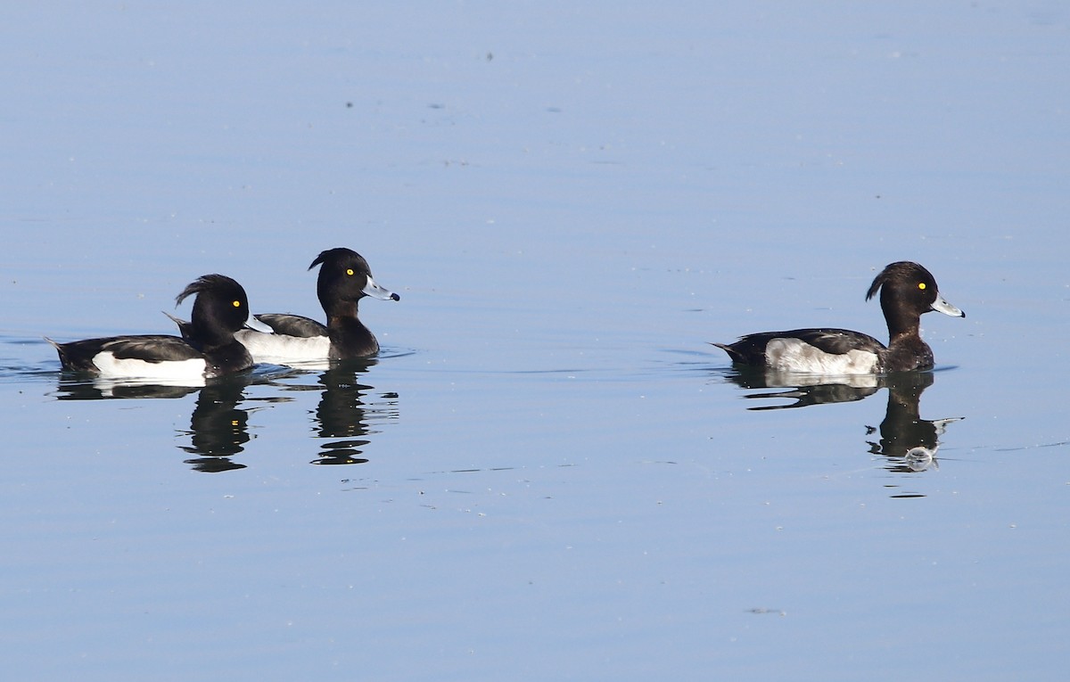 Tufted Duck - ML612631484
