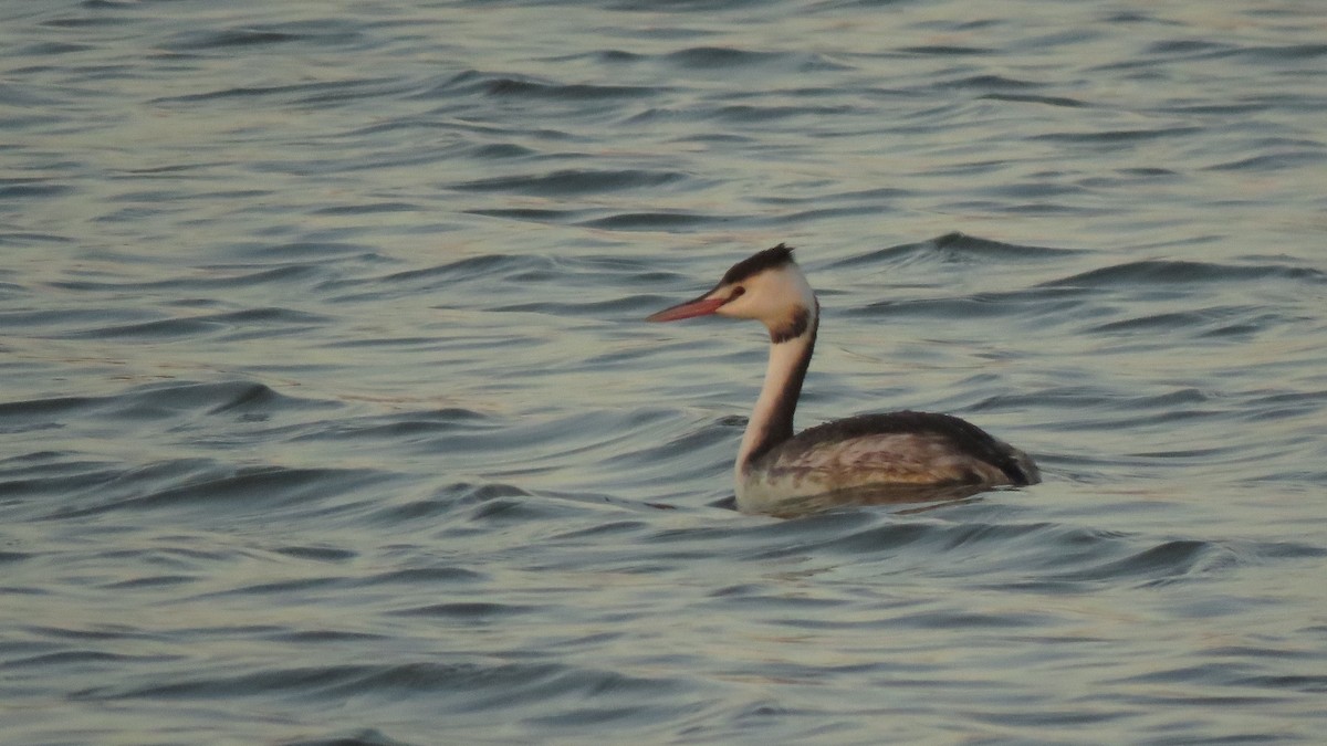 Great Crested Grebe - ML612632038