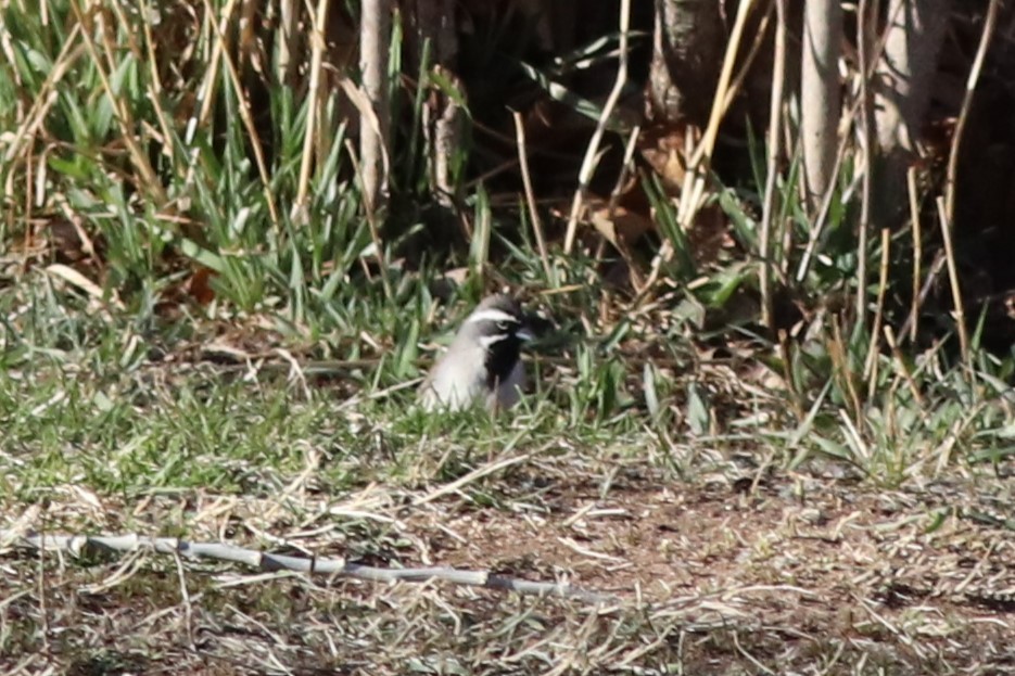 Black-throated Sparrow - ML612632118