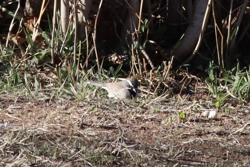 Black-throated Sparrow - ML612632119