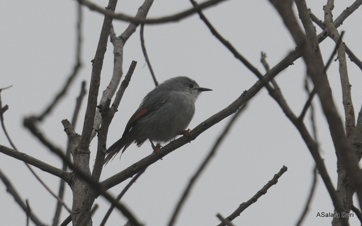 Red-winged Gray Warbler - ML612632271