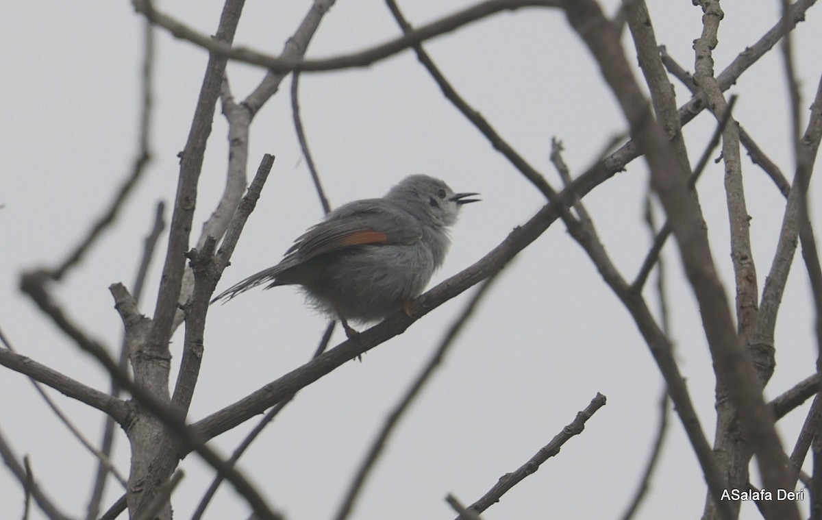 Red-winged Gray Warbler - ML612632275