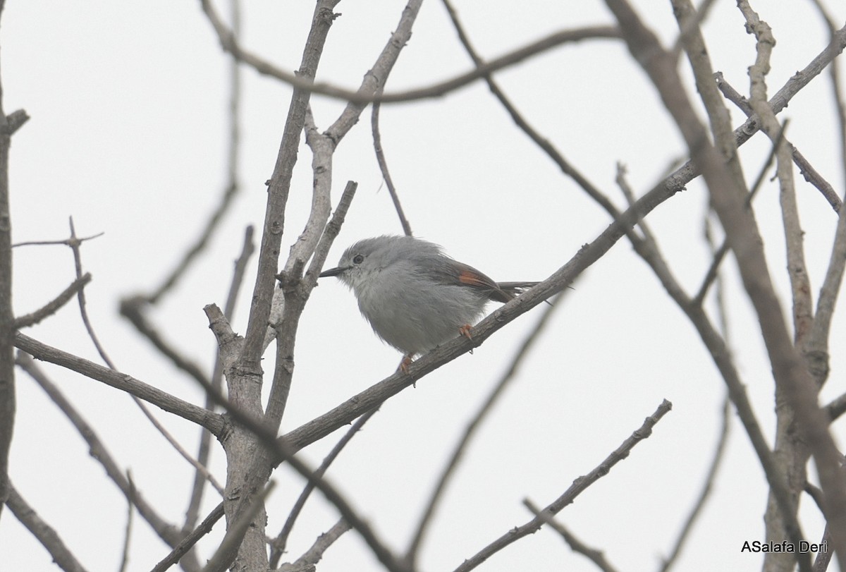 Red-winged Gray Warbler - ML612632278