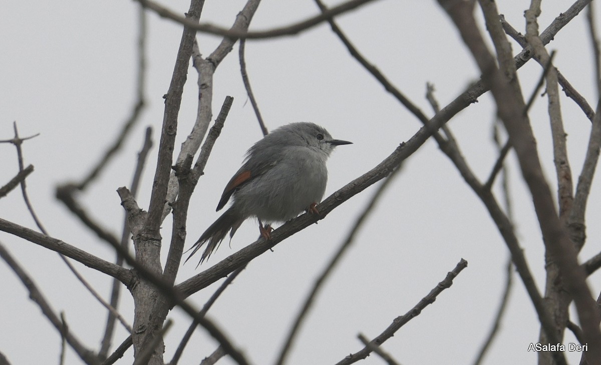 Red-winged Gray Warbler - ML612632280