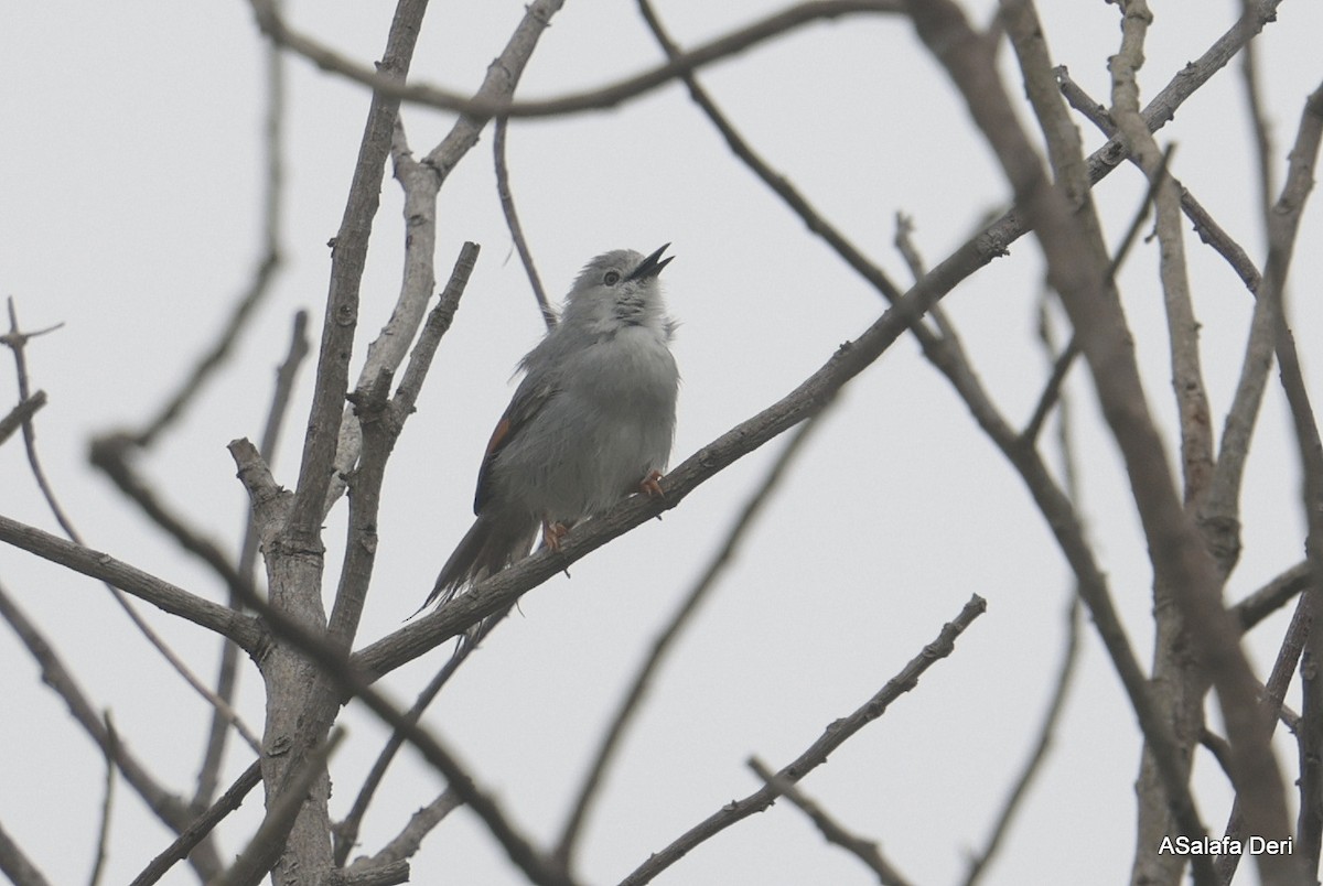 Red-winged Gray Warbler - Fanis Theofanopoulos (ASalafa Deri)