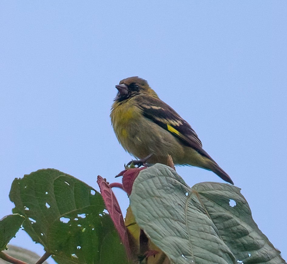 Olivaceous Siskin - ML612632365