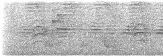 Weißflanken-Ameisenschlüpfer (luctuosa) - ML612633257