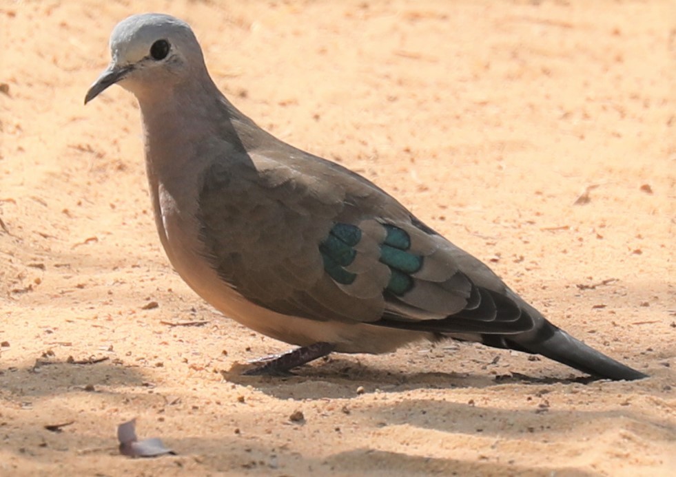 Emerald-spotted Wood-Dove - ML612633673