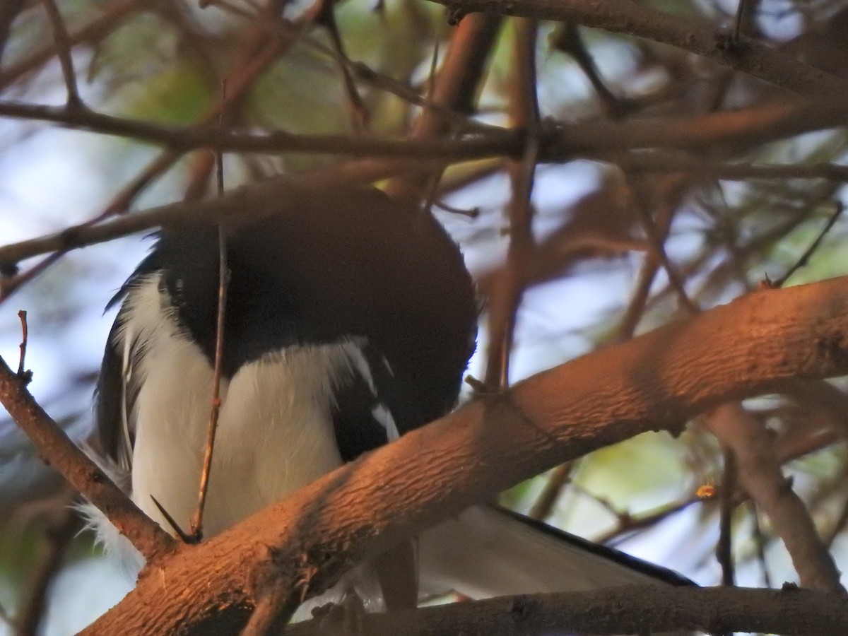 Oriental Magpie-Robin - Jayendra Rakesh Yeka