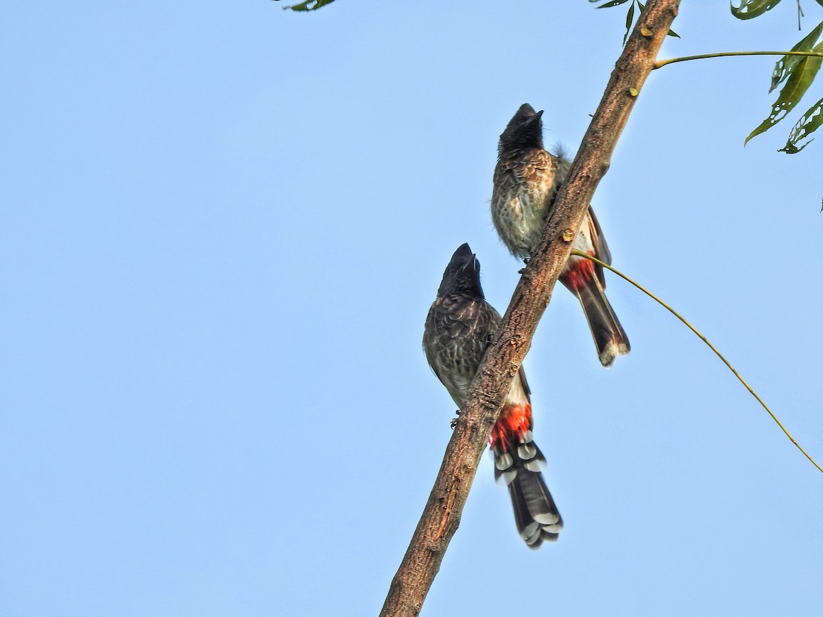 Red-vented Bulbul - ML612633747