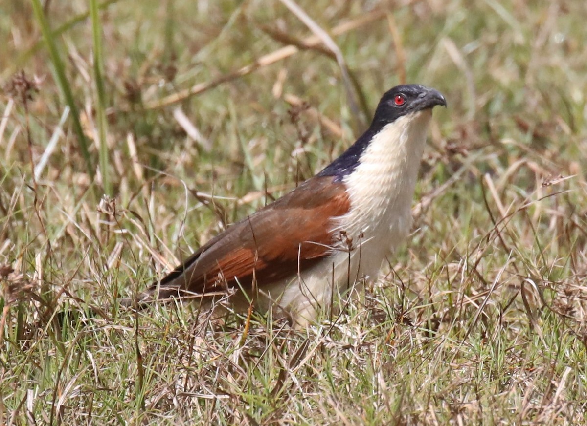 Coppery-tailed Coucal - ML612633752