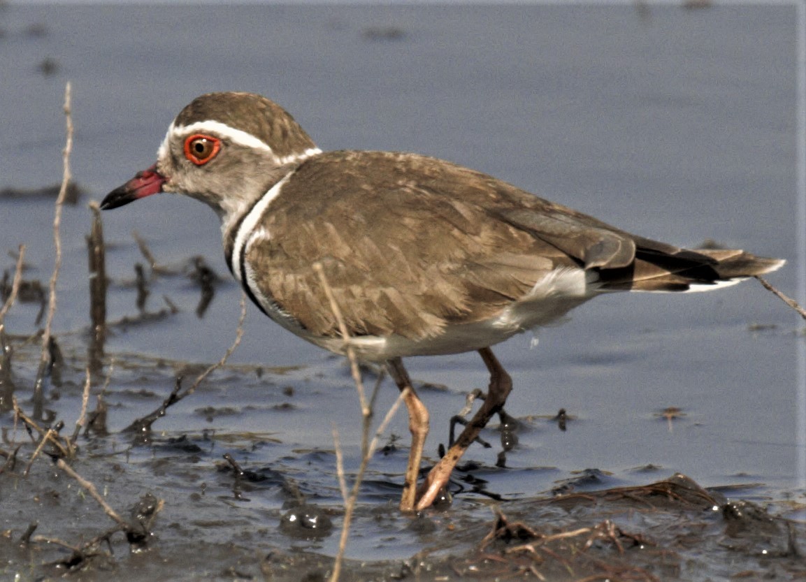 Three-banded Plover - ML612633776