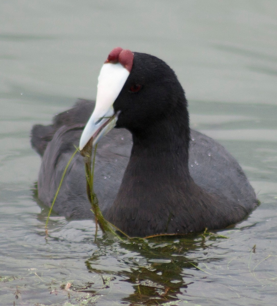 Red-knobbed Coot - ML612633802