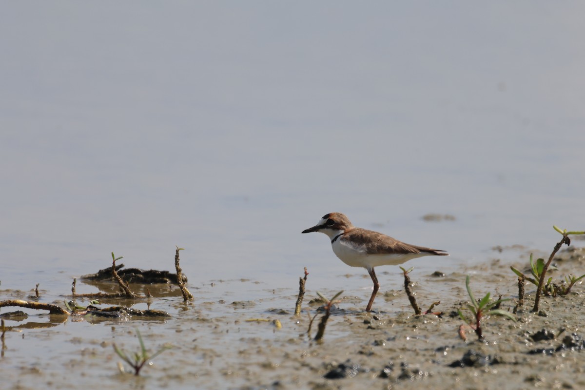 Collared Plover - ML612633815