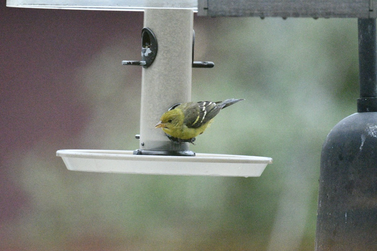 Western Tanager - ML612633875