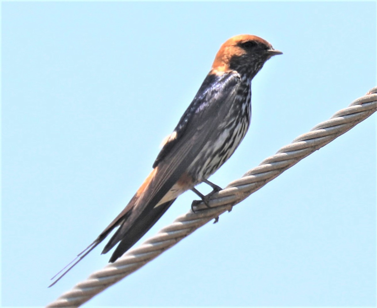 Lesser Striped Swallow - ML612633929