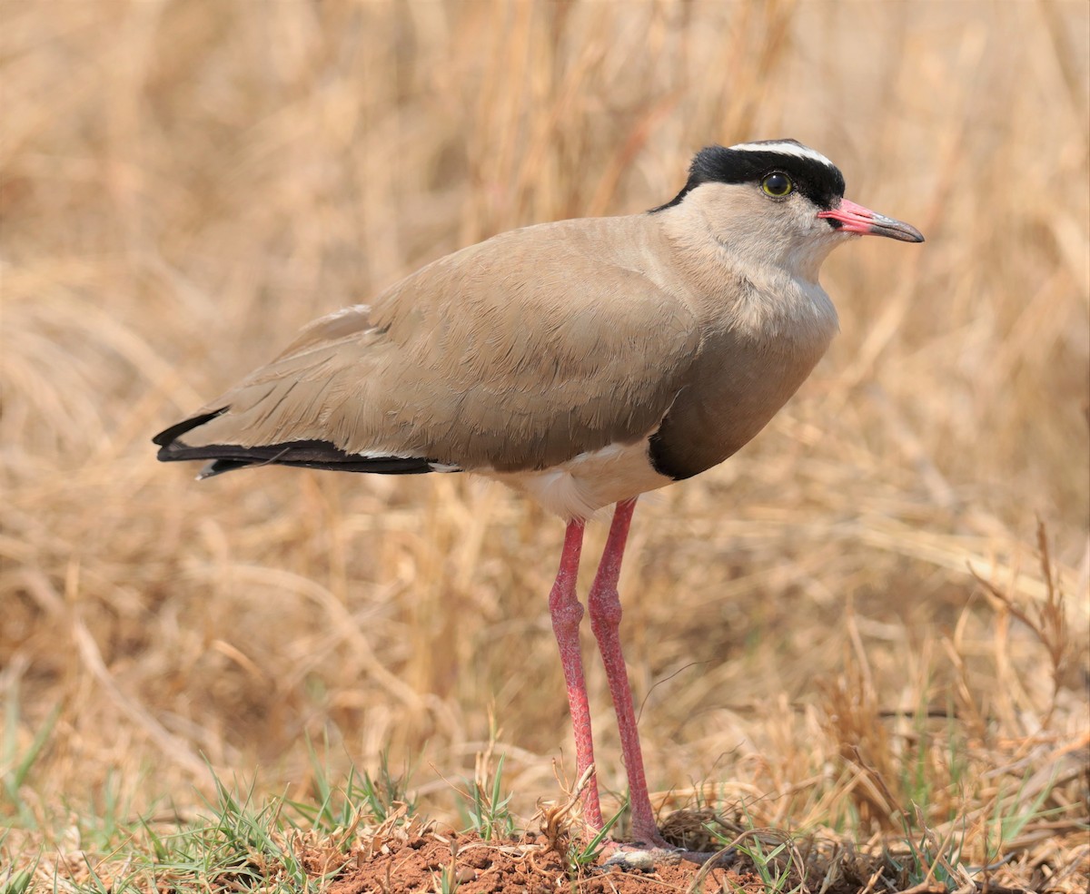 Crowned Lapwing - ML612633987