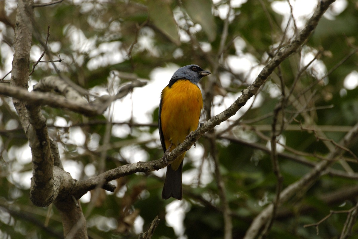 Blue-and-yellow Tanager - Maxime Zucca