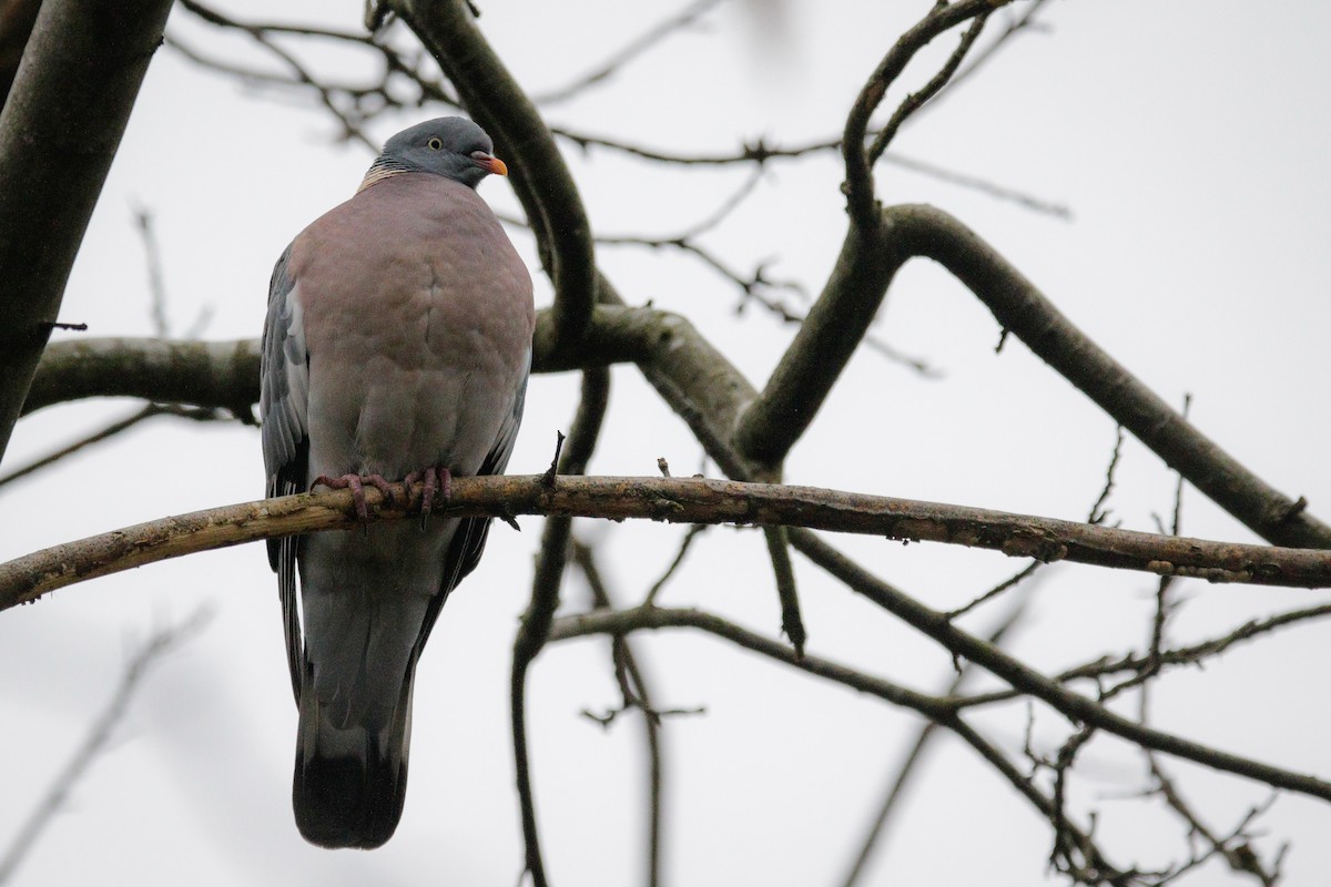 Common Wood-Pigeon - ML612634398