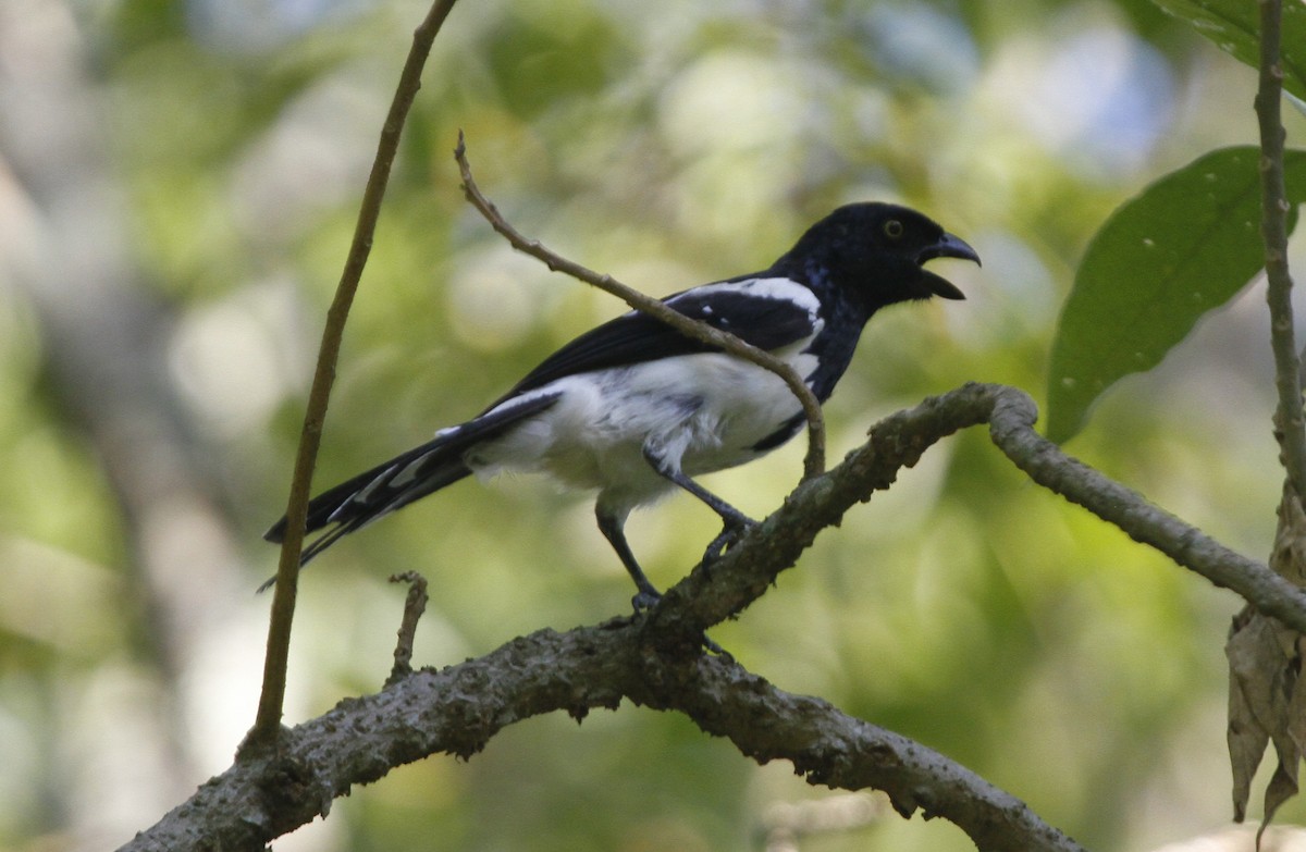 Magpie Tanager - ML612634419