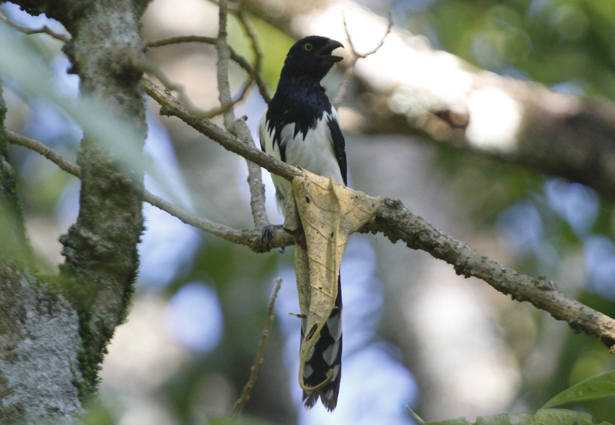 Magpie Tanager - ML612634421