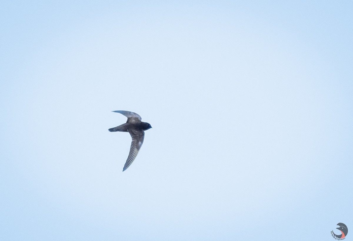 Spot-fronted Swift - ML612634788