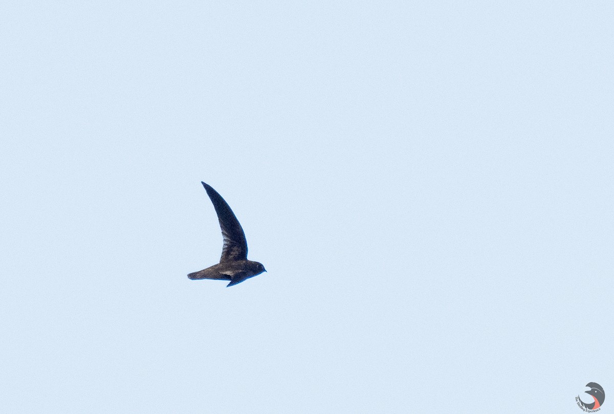 Spot-fronted Swift - ML612634789