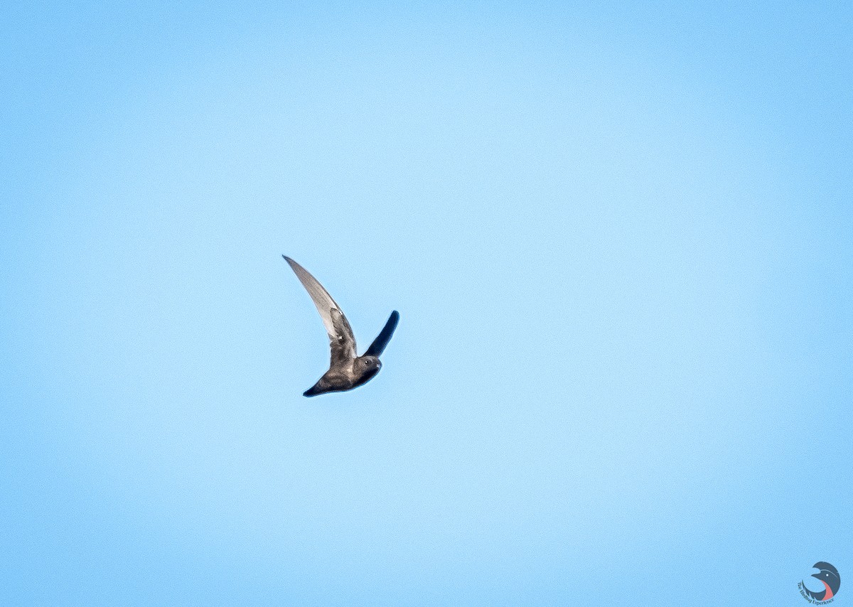 Spot-fronted Swift - ML612634790