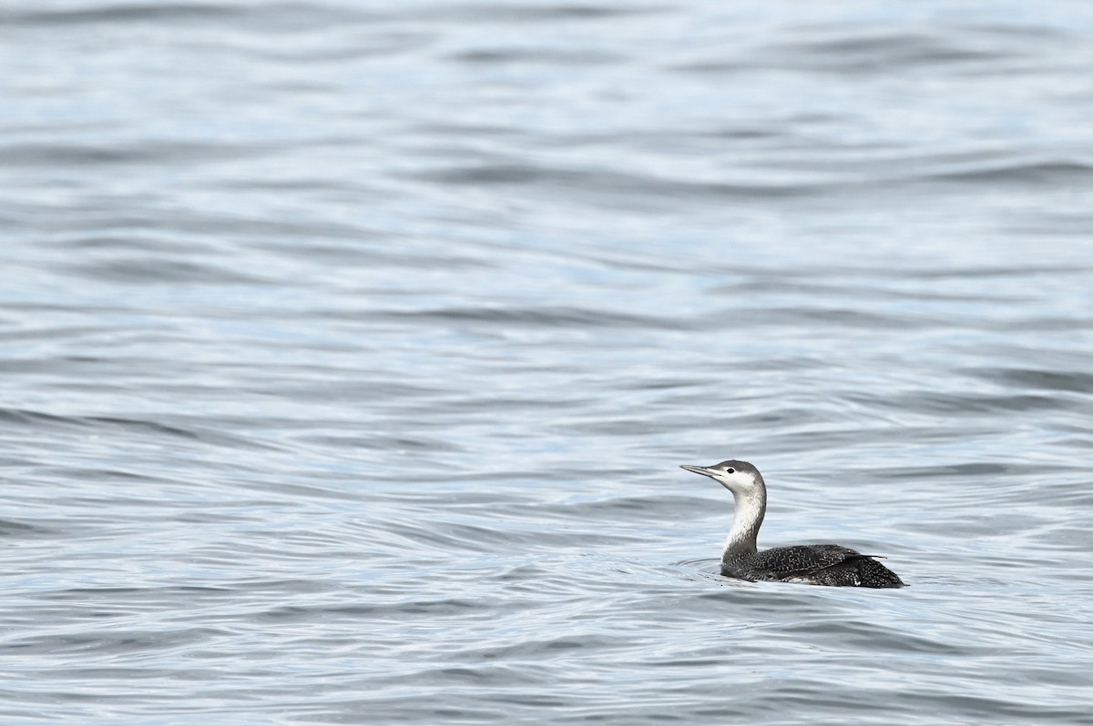 Red-throated Loon - ML612634899