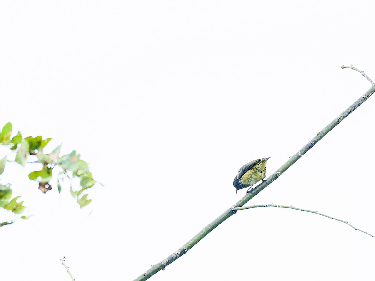 Pygmy Flowerpecker - Justine Albao