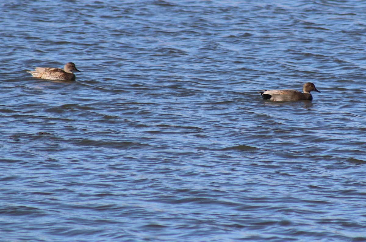 eBird Checklist - 25 Dec 2023 - Frontier Park, Lakes of Prosper ...