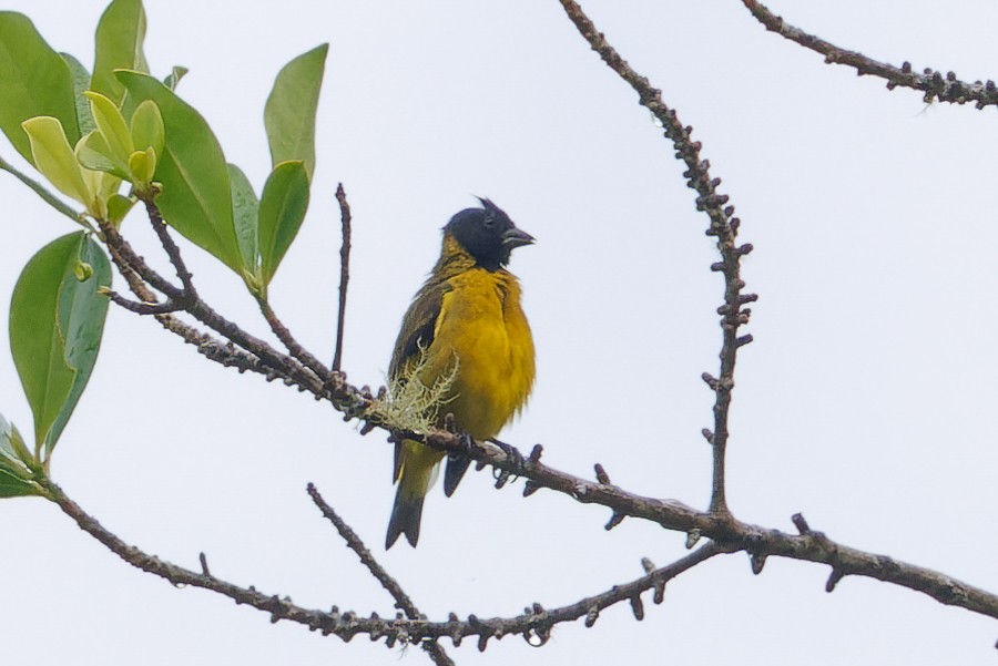 Olivaceous Siskin - ML612635255