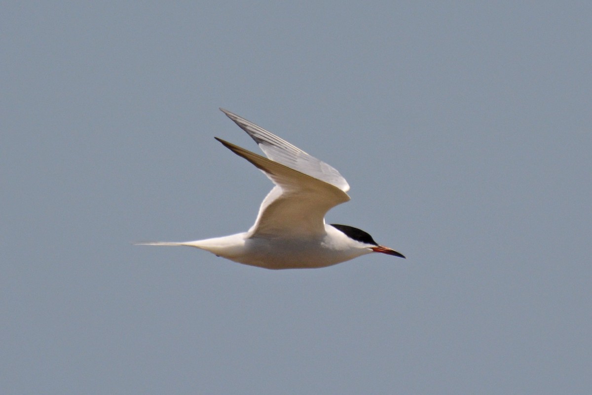 Common Tern - Janet Rathjen