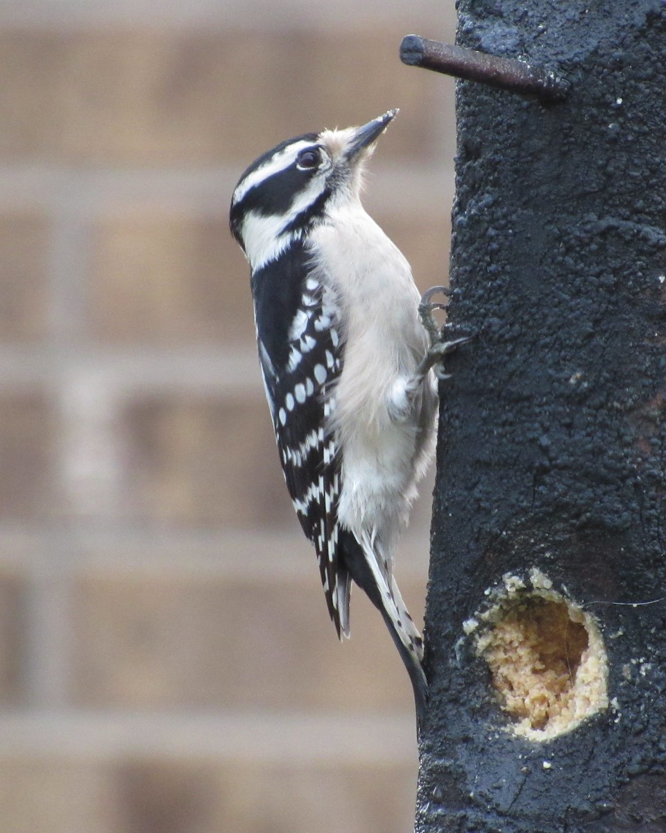 Ebird Checklist Dec Bellavita Neighborhood Access Limited