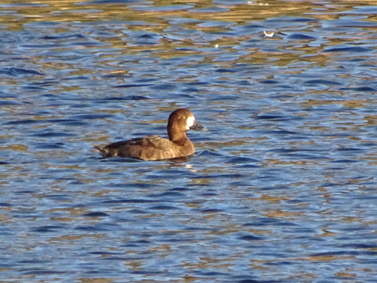 Greater Scaup - ML612635719
