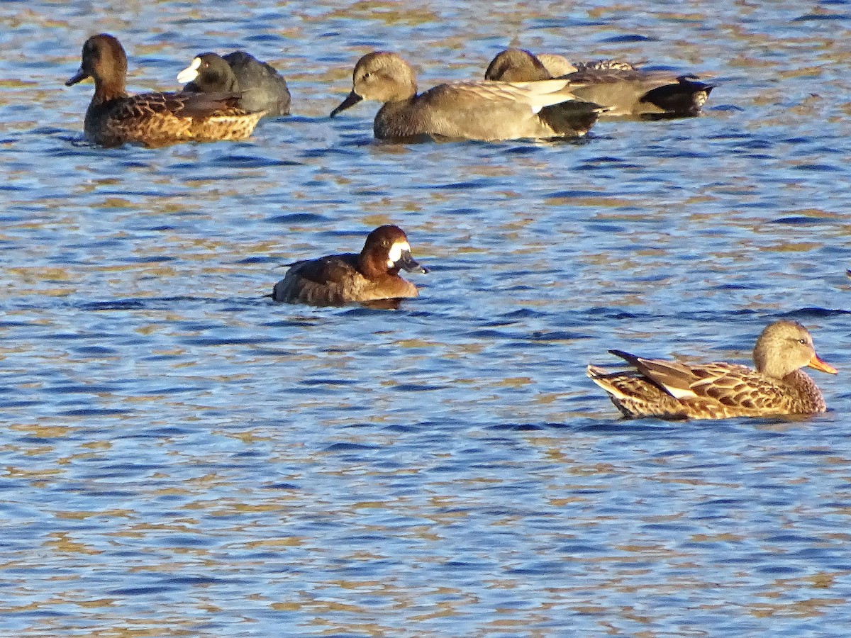 Greater Scaup - ML612635728