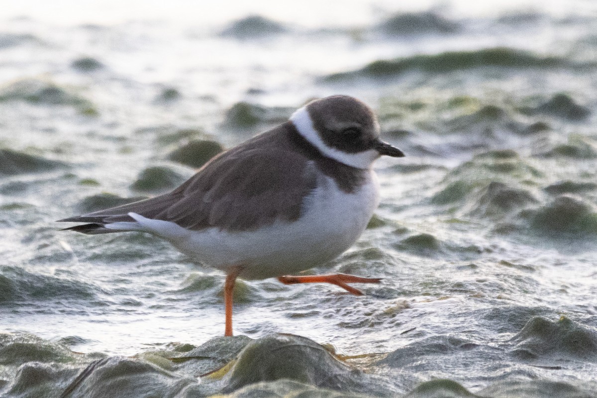 Common Ringed Plover - ML612635904