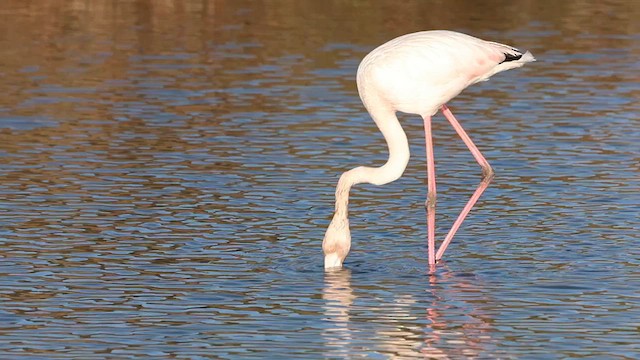 Greater Flamingo - ML612636109
