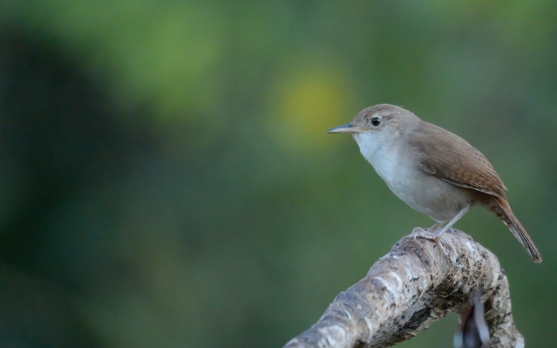 House Wren (Cozumel I.) - eBird