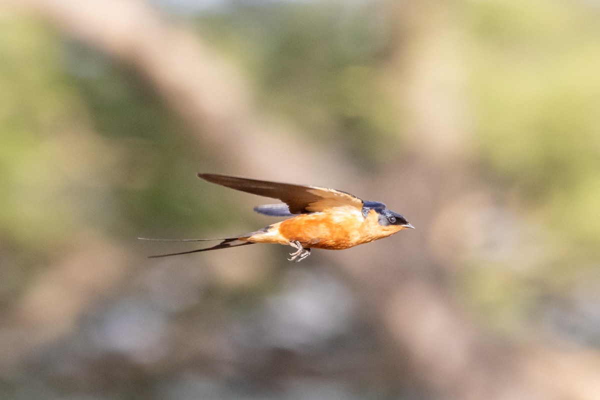 Rufous-chested Swallow - ML612636269