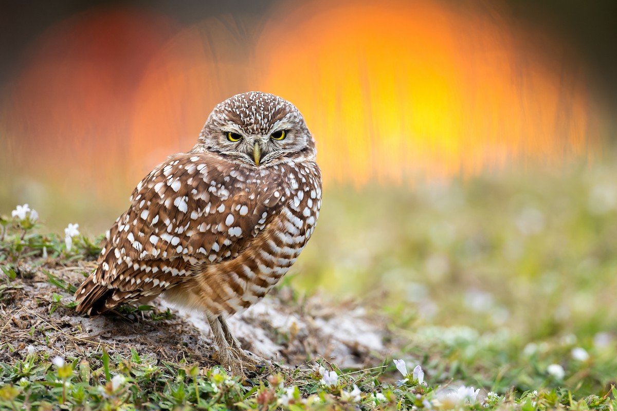 Burrowing Owl - ML612636474