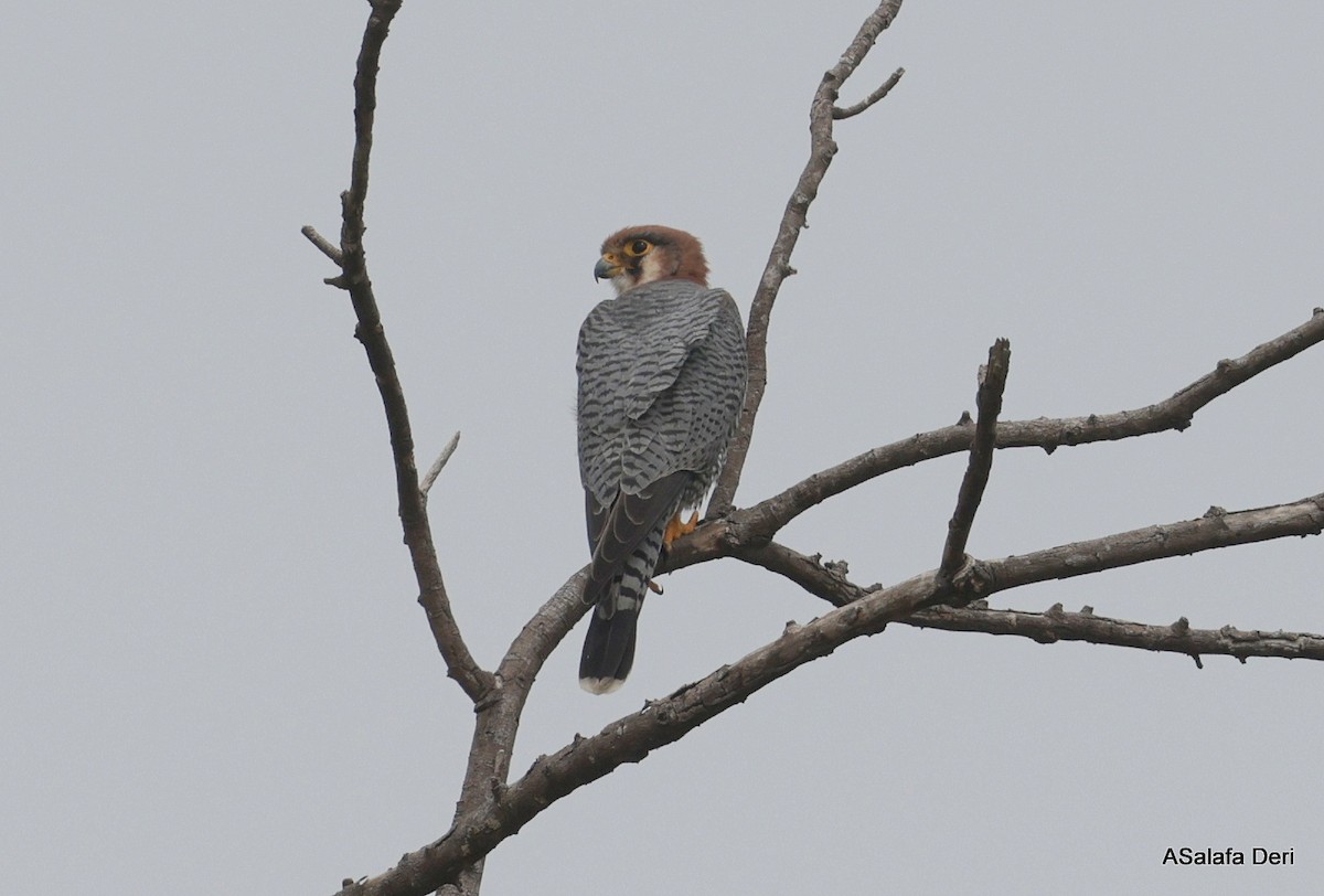 Red-necked Falcon (African) - ML612636619