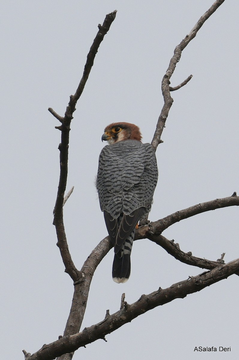 Red-necked Falcon (African) - ML612636620