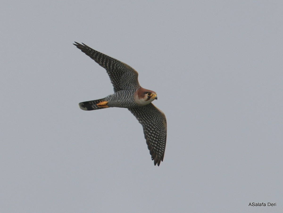 Red-necked Falcon (African) - ML612636621
