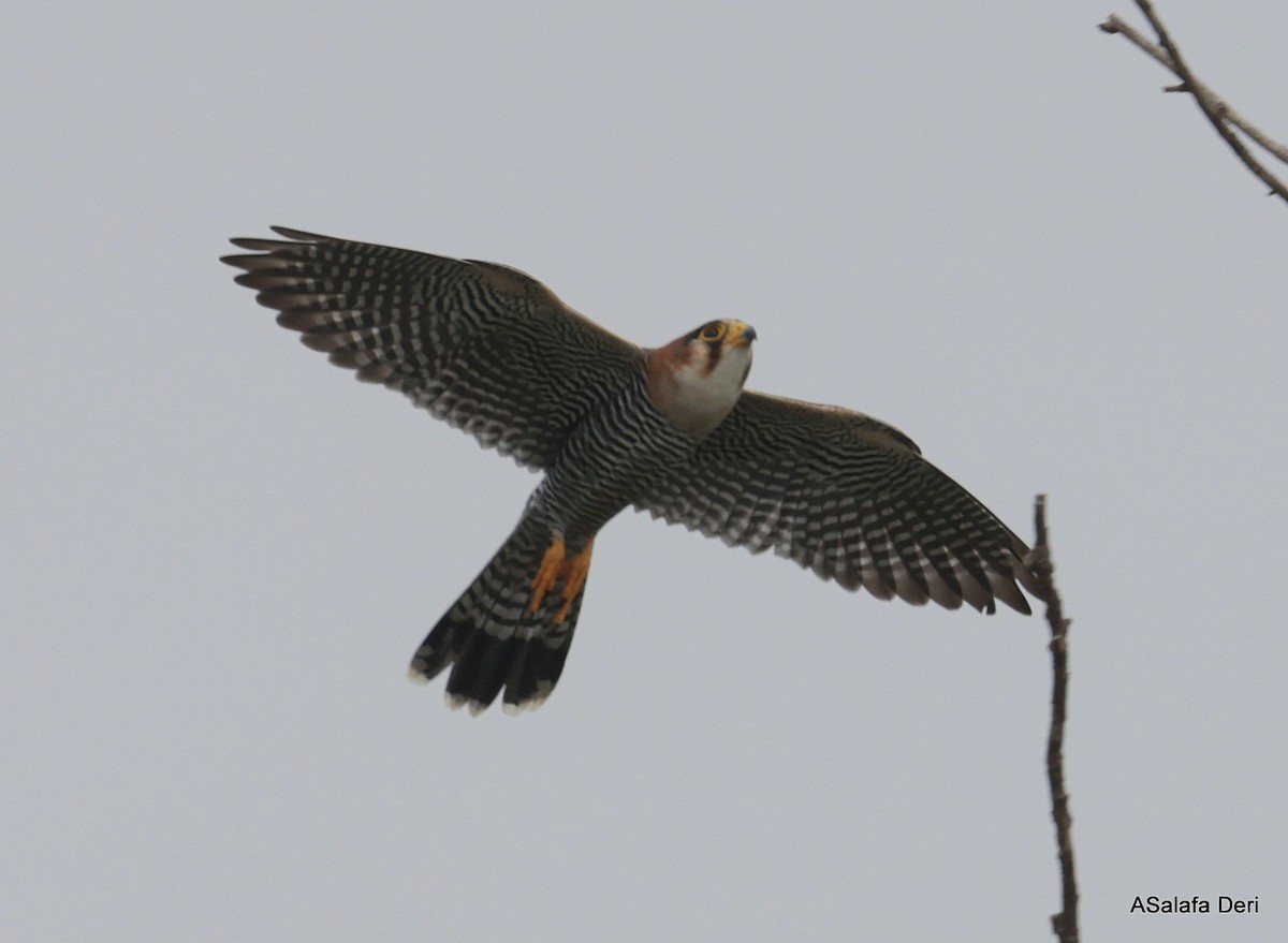 Red-necked Falcon (African) - ML612636622