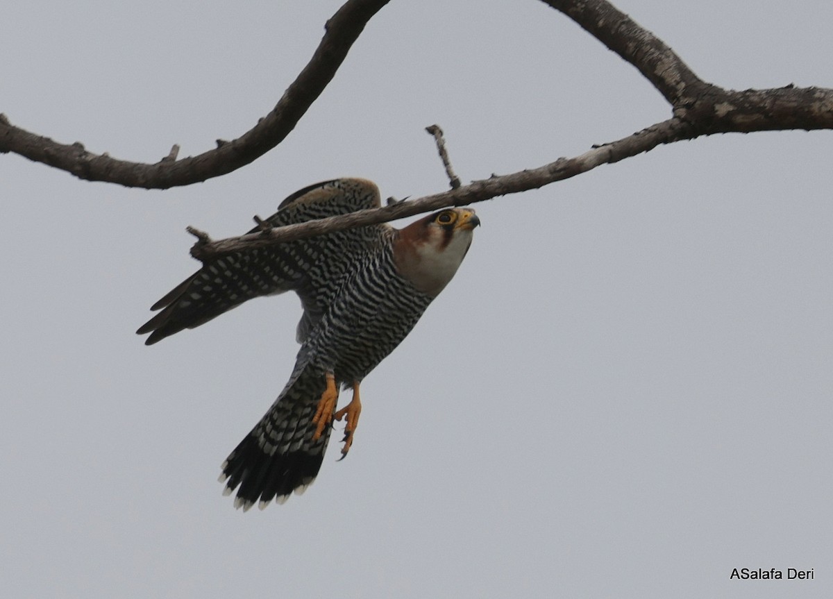Red-necked Falcon (African) - ML612636623