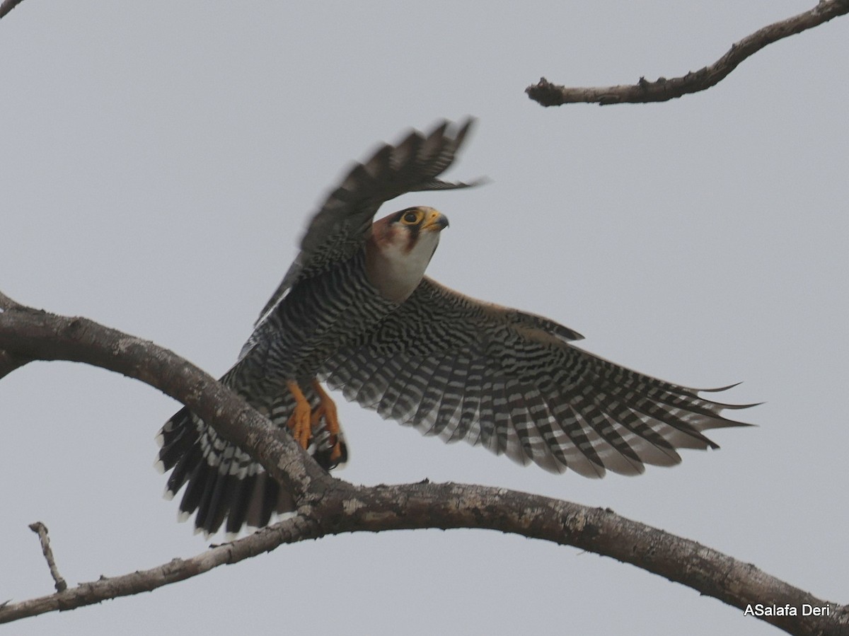 Red-necked Falcon (African) - ML612636627